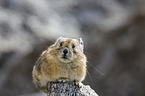 American pika