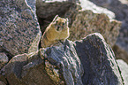 American pika