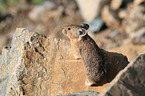 American pika