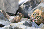 American pika