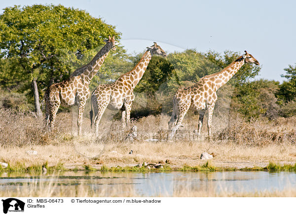 Angola-Giraffen / Giraffes / MBS-06473
