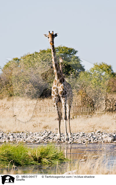 Angola-Giraffe / Giraffe / MBS-06477