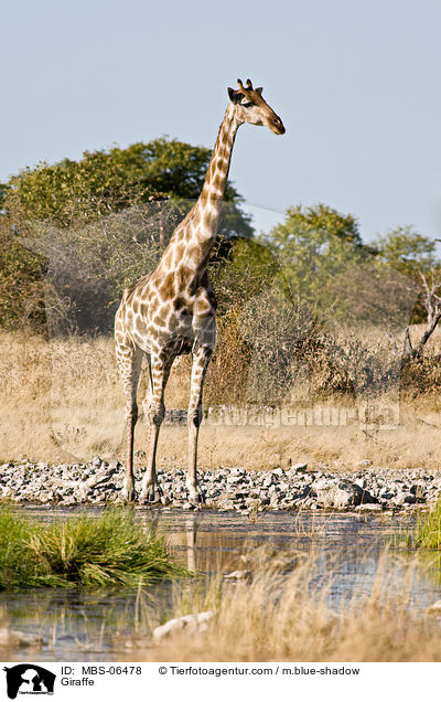 Angola-Giraffe / Giraffe / MBS-06478