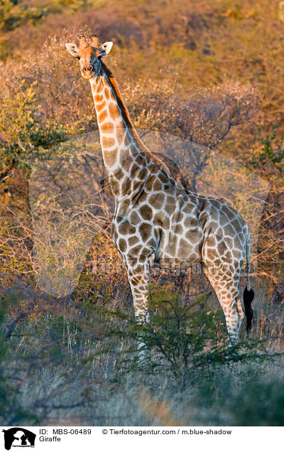 Angola-Giraffe / Giraffe / MBS-06489