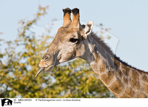 Angola-Giraffe / Giraffe / MBS-06500