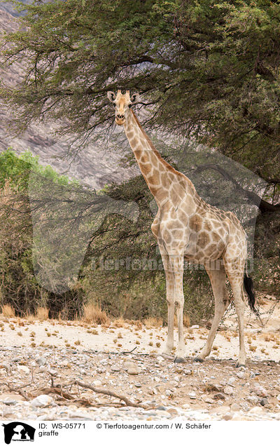 giraffe / WS-05771