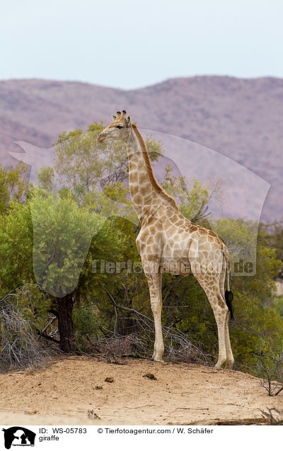 Angola-Giraffe / giraffe / WS-05783