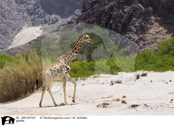 Angola-Giraffe / giraffe / WS-05787