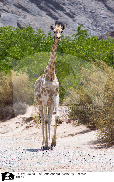 Angola-Giraffe / giraffe / WS-05788