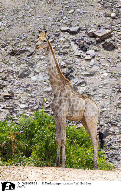 giraffe / WS-05791