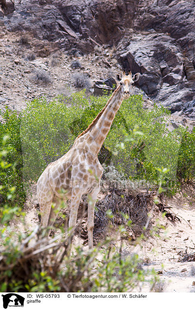 giraffe / WS-05793