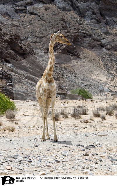 Angola-Giraffe / giraffe / WS-05794