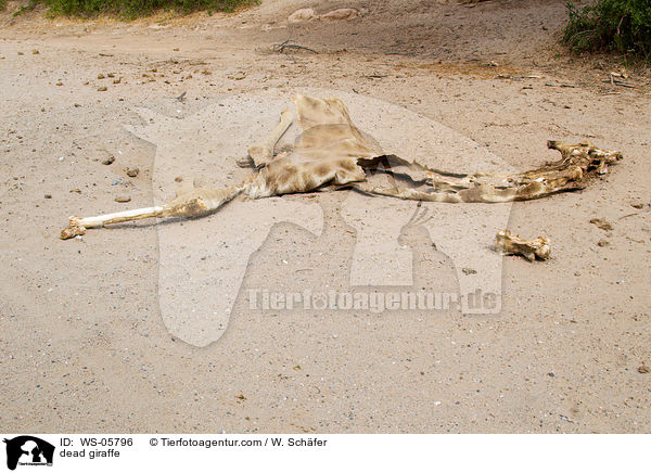 berreste einer Angola-Giraffe / dead giraffe / WS-05796