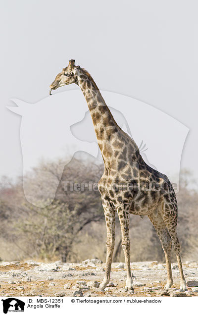 Angola-Giraffe / Angola Giraffe / MBS-12351