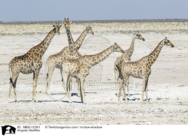 Angola-Giraffen / Angola Giraffes / MBS-12361