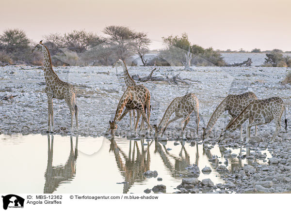 Angola-Giraffen / Angola Giraffes / MBS-12362