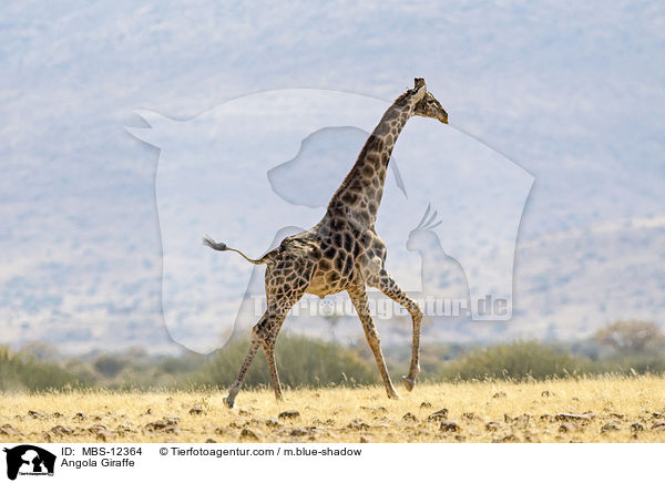 Angola-Giraffe / Angola Giraffe / MBS-12364