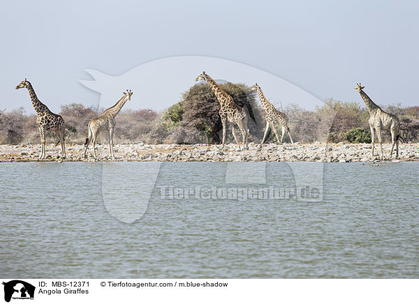 Angola-Giraffen / Angola Giraffes / MBS-12371