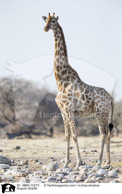 Angola-Giraffe / Angola Giraffe / MBS-12373