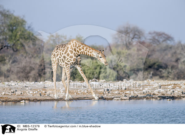 Angola-Giraffe / Angola Giraffe / MBS-12378