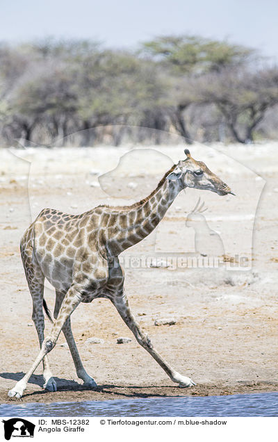 Angola-Giraffe / Angola Giraffe / MBS-12382