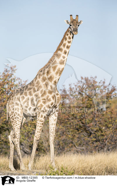 Angola-Giraffe / Angola Giraffe / MBS-12385