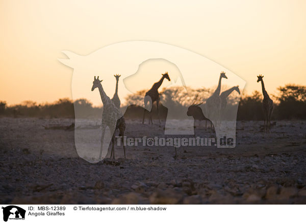 Angola-Giraffen / Angola Giraffes / MBS-12389