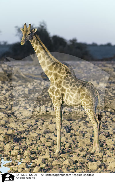 Angola-Giraffe / Angola Giraffe / MBS-12390
