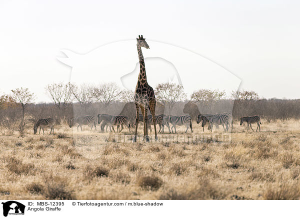 Angola-Giraffe / Angola Giraffe / MBS-12395