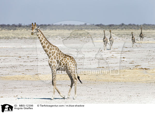 Angola-Giraffen / Angola Giraffes / MBS-12396