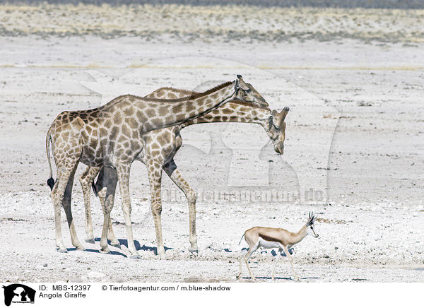 Angola-Giraffe / Angola Giraffe / MBS-12397