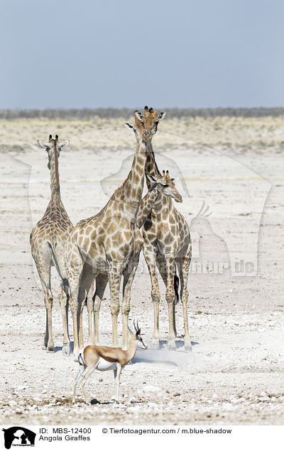 Angola-Giraffen / Angola Giraffes / MBS-12400