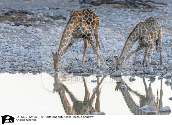 Angola-Giraffen / Angola Giraffes / MBS-12405