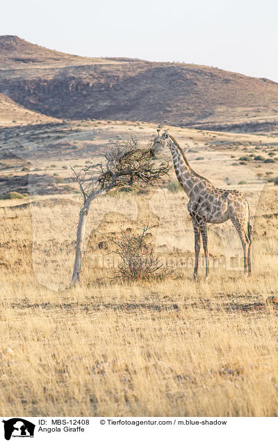 Angola-Giraffe / Angola Giraffe / MBS-12408