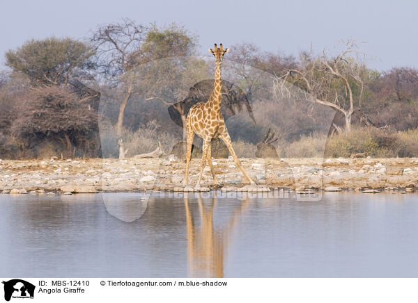 Angola-Giraffe / Angola Giraffe / MBS-12410