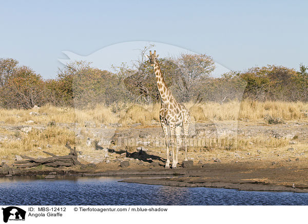 Angola-Giraffe / Angola Giraffe / MBS-12412