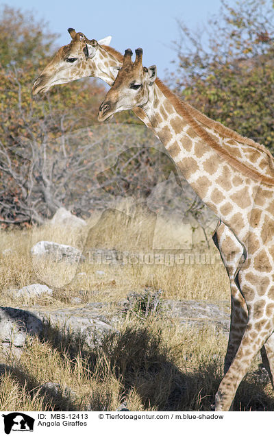 Angola-Giraffen / Angola Giraffes / MBS-12413