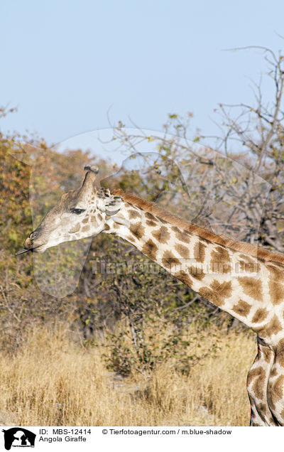 Angola-Giraffe / Angola Giraffe / MBS-12414