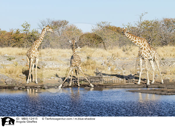 Angola-Giraffen / Angola Giraffes / MBS-12415