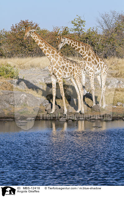 Angola-Giraffen / Angola Giraffes / MBS-12418