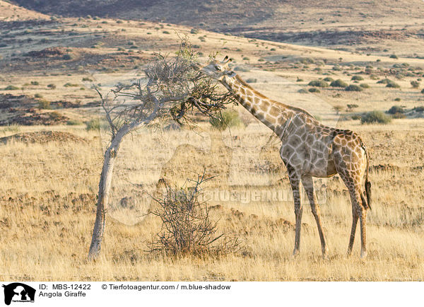 Angola-Giraffe / Angola Giraffe / MBS-12422