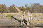 Angola Giraffes