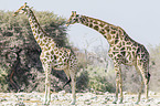 Angola Giraffes