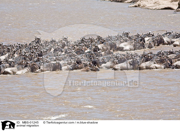 Tierwanderung / animal migration / MBS-01245