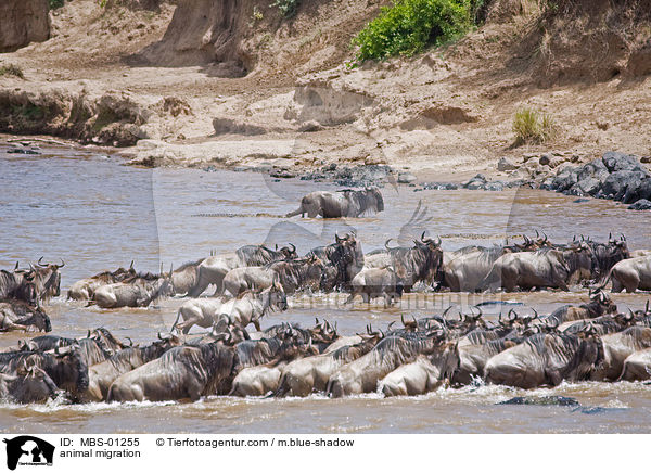 Tierwanderung / animal migration / MBS-01255