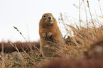 Arctic ground squirrel