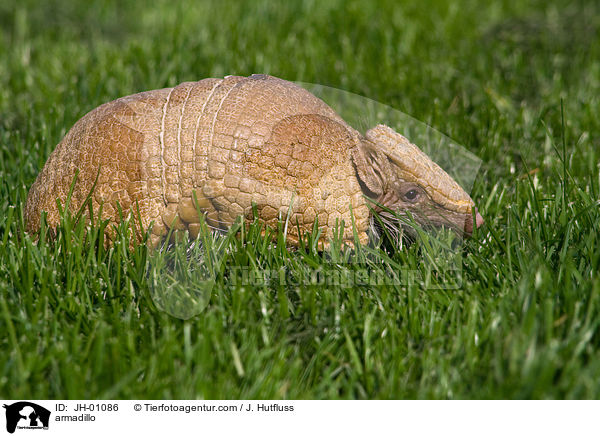 armadillo / JH-01086