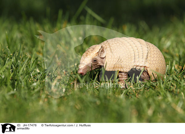 Grteltier / armadillo / JH-17476