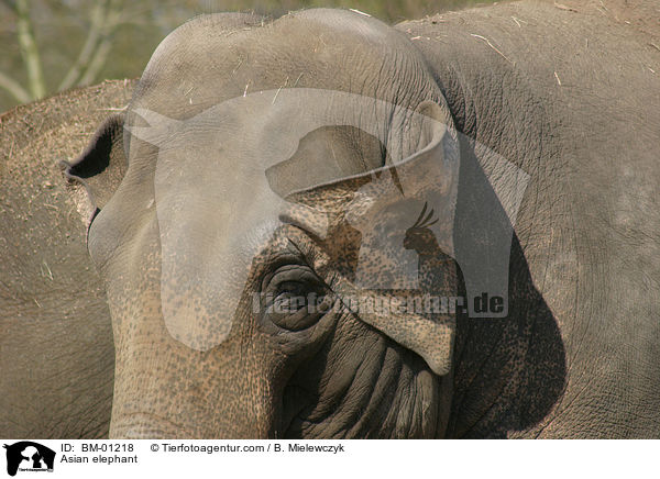 asiatischer Elefant / Asian elephant / BM-01218