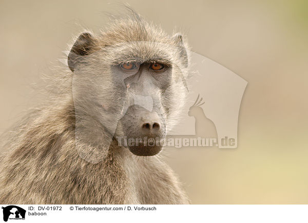 Pavian / baboon / DV-01972